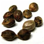Семена марихуаны АК-47  (Seeds AK-47) в Шарье
